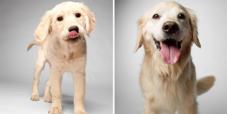 Illustration de l'article : 20 photos capturant l'évolution touchante de jeunes chiens devenus séniors