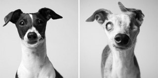 Illustration de l'article : 20 photos capturant l'évolution touchante de jeunes chiens devenus séniors