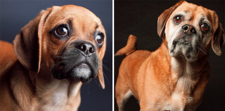 Illustration de l'article : 20 photos capturant l'évolution touchante de jeunes chiens devenus séniors