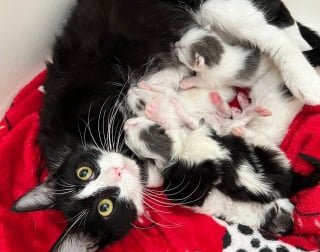 Illustration de l'article : Abandonnés par leur propre mère, ces 2 chatons ont décidé de ne jamais se quitter