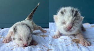 Illustration de l'article : Abandonnés par leur propre mère, ces 2 chatons ont décidé de ne jamais se quitter