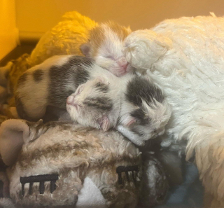 Illustration de l'article : Abandonnés par leur propre mère, ces 2 chatons ont décidé de ne jamais se quitter