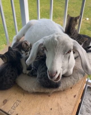 Illustration de l'article : Un bouc s'improvise babysitter pour une portée de chatons en mal d'affection (vidéo)