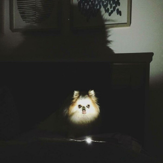Illustration de l'article : 20 photos de chats et de chiens ayant décidé de causer de grosses frayeurs à leurs humains