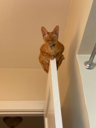 Illustration de l'article : 20 photos de chats et de chiens ayant décidé de causer de grosses frayeurs à leurs humains