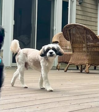 Illustration de l'article : Le vol d'un chien épileptique donne lieu à 40 jours d'angoisse et d'incessantes recherches