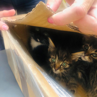 Illustration de l'article : La découverte de 3 chatons abandonnés dans une boîte en carton sur une poubelle suscite la colère des internautes