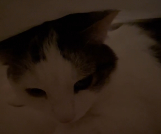 Illustration de l'article : La vidéo attendrissante d’un chat rassuré par sa propriétaire durant une tempête  
