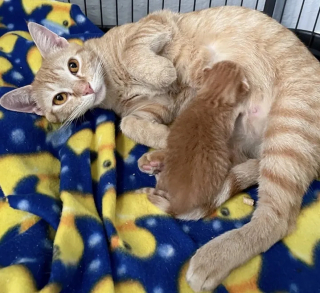 Illustration de l'article : Une chatte errante goûte au bonheur en famille d'accueil et s'emploie à le transmettre à son unique chaton