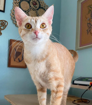 Illustration de l'article : Une chatte errante goûte au bonheur en famille d'accueil et s'emploie à le transmettre à son unique chaton