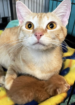 Illustration de l'article : Une chatte errante goûte au bonheur en famille d'accueil et s'emploie à le transmettre à son unique chaton