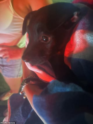 Illustration de l'article : Une grande amoureuse des animaux brave les eaux sales et les cafards pour sauver des chiots perdus dans les égouts (vidéo)