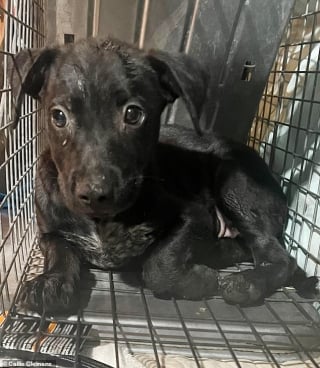 Illustration de l'article : Une grande amoureuse des animaux brave les eaux sales et les cafards pour sauver des chiots perdus dans les égouts (vidéo)