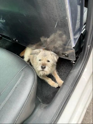 Illustration de l'article : Une chienne de 14 ans parcourt plus de 160 km dans l'espoir de retrouver ses maîtres, partis en vacances