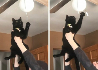 Illustration de l'article : 19 photos drôles et touchantes de chats gâtés par leurs humains