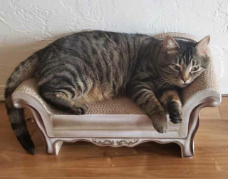 Illustration de l'article : 19 photos drôles et touchantes de chats gâtés par leurs humains