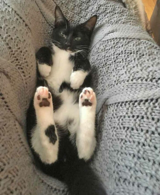 Illustration de l'article : 19 photos drôles et touchantes de chats gâtés par leurs humains