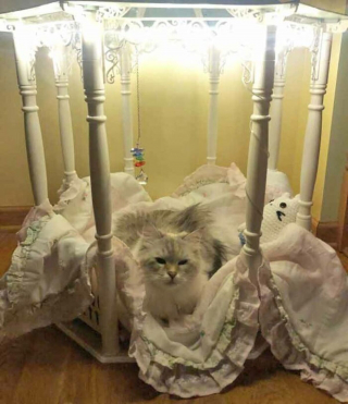 Illustration de l'article : 19 photos drôles et touchantes de chats gâtés par leurs humains