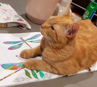 Illustration de l'article : 19 photos drôles et touchantes de chats gâtés par leurs humains