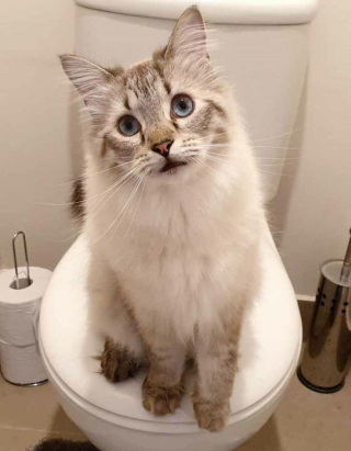 Illustration de l'article : 19 photos drôles et touchantes de chats gâtés par leurs humains