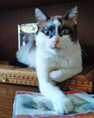 Illustration de l'article : 19 photos drôles et touchantes de chats gâtés par leurs humains