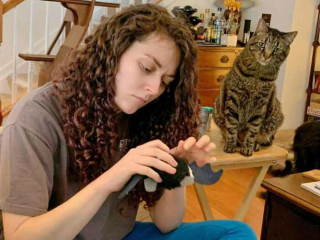 Illustration de l'article : 19 photos drôles et touchantes de chats gâtés par leurs humains