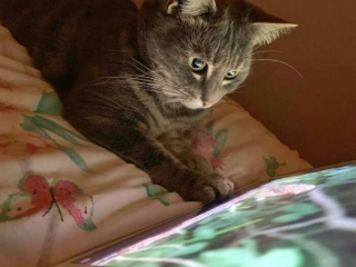 Illustration de l'article : 19 photos drôles et touchantes de chats gâtés par leurs humains