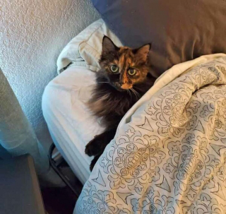 Illustration de l'article : 19 photos drôles et touchantes de chats gâtés par leurs humains