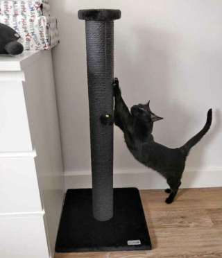 Illustration de l'article : 19 photos drôles et touchantes de chats gâtés par leurs humains