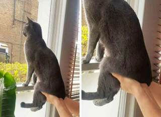 Illustration de l'article : 19 photos drôles et touchantes de chats gâtés par leurs humains