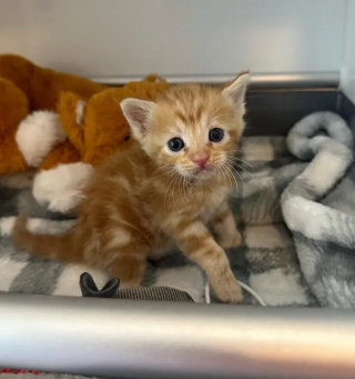 Illustration de l'article : Un minuscule chaton à la patte cassée et à la détermination sans faille reçoit une étonnante collerette vétérinaire