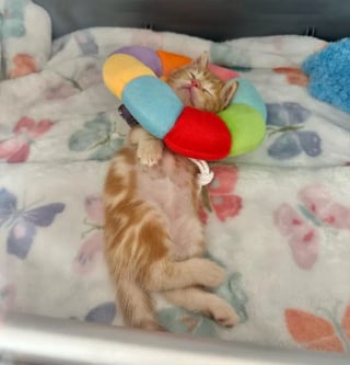 Illustration de l'article : Un minuscule chaton à la patte cassée et à la détermination sans faille reçoit une étonnante collerette vétérinaire