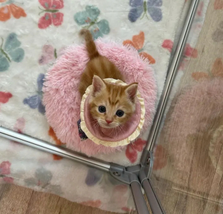 Illustration de l'article : Un minuscule chaton à la patte cassée et à la détermination sans faille reçoit une étonnante collerette vétérinaire