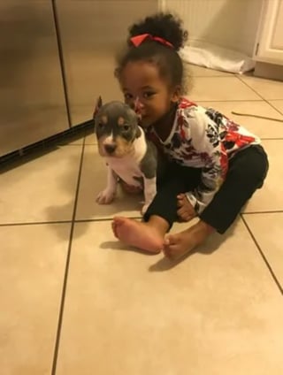 Illustration de l'article : La famille de Jill refuse d'abandonner l'espoir de retrouver cette chienne perdue depuis 3 ans