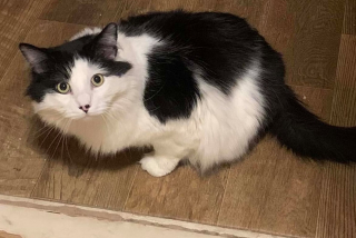 Illustration de l'article : Un chat à 3 pattes face à un nouveau défi après son combat pour la survie : trouver une famille