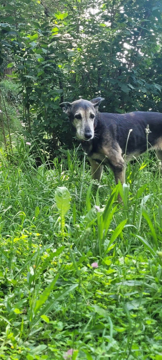 Illustration de l'article : Enfermée pendant 11 ans, cette chienne n’a jamais connu le véritable amour : qui lui offrira un panier retraite ?