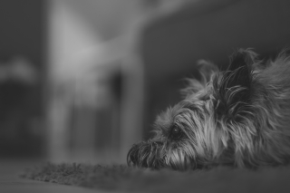 Illustration de l'article : 2 sexagénaires donnent un second souffle à la vie d'un chien sénior menacé par une euthanasie