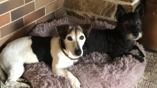 Illustration de l'article : 2 sexagénaires donnent un second souffle à la vie d'un chien sénior menacé par une euthanasie