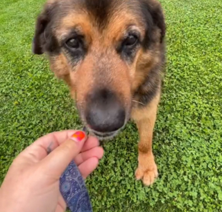 Illustration de l'article : L'émouvant moment où un chien ayant connu abandons et déceptions met fin à 8 années d'attente au refuge (vidéo)