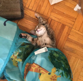 Illustration de l'article : 17 photos de chats endormis qui vous feront fondre de tendresse