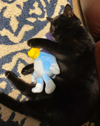 Illustration de l'article : 17 photos de chats endormis qui vous feront fondre de tendresse