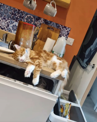 Illustration de l'article : 17 photos de chats endormis qui vous feront fondre de tendresse