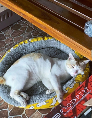 Illustration de l'article : 17 photos de chats endormis qui vous feront fondre de tendresse