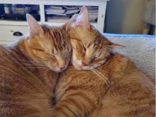 Illustration de l'article : 17 photos de chats endormis qui vous feront fondre de tendresse