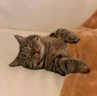 Illustration de l'article : 17 photos de chats endormis qui vous feront fondre de tendresse
