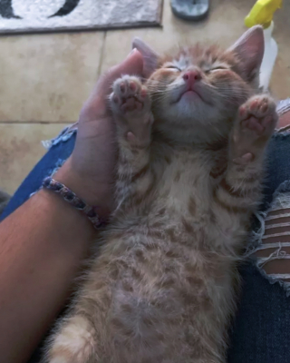 Illustration de l'article : 17 photos de chats endormis qui vous feront fondre de tendresse