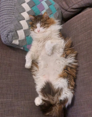 Illustration de l'article : 17 photos de chats endormis qui vous feront fondre de tendresse