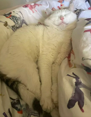 Illustration de l'article : 17 photos de chats endormis qui vous feront fondre de tendresse