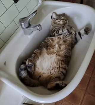 Illustration de l'article : 17 photos de chats endormis qui vous feront fondre de tendresse