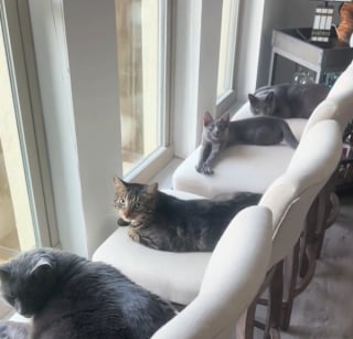 Illustration de l'article : Cet homme change la disposition de son salon tous les jours pour permettre à ses chats de regarder les oiseaux par la fenêtre